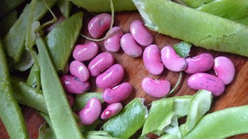 100 PINK BEANS SEEDS, Habichuelas Rosadas,Popular in Caribbean countries
