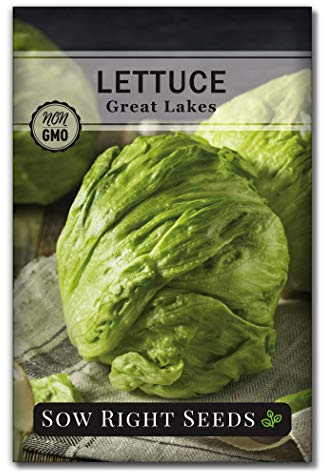 Sow Right Seeds - Great Lakes Iceberg Lettuce Seeds for Planting - Non-GMO Heirloom Packet with Instructions to Plant a Home Vegetable Garden - Outdoors or Hydroponics Indoors - Crisp Variety (1)
