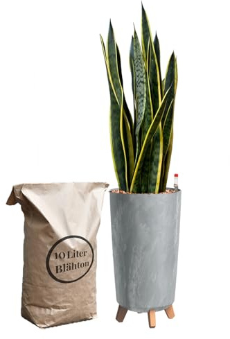 Green Me Up Sansevieria Bogenhanf - Pflegeleichte Zimmerpflanzen - Sukkulenten frisch aus der Gärtnerei - XL Hydrokultur Set Büro - Höhe70-80 cm - in Vase Grau - inkl. Blähton & Dünger
