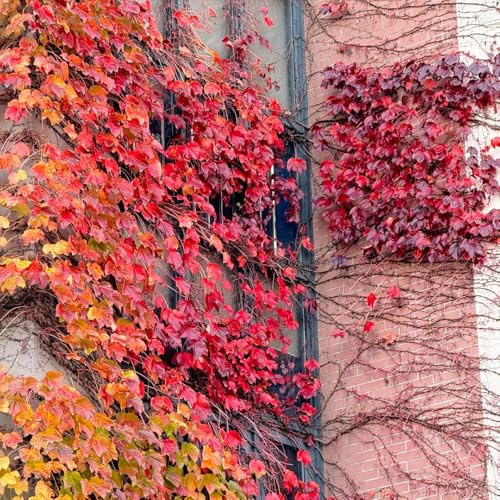 acquistare semi di vite selvatica, esterno resistenti Semi di vite americana - giardino decorazione per decorative esterno prodotti sostenibili 200pcs