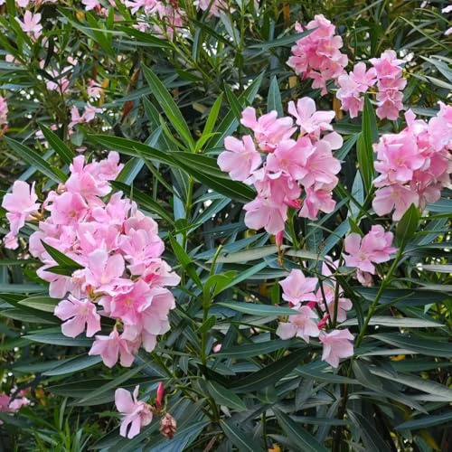 semi di oleandro, luoghi soleggiati vecchie varietà giardino di giardino arbusti resistenti all'esterno arbusti ti resistenti esotiche da da roccioso 25pcs