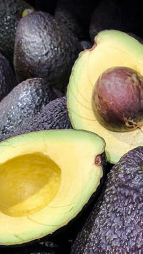 Pianta di Avocado Hass in Vaso da 15 cm