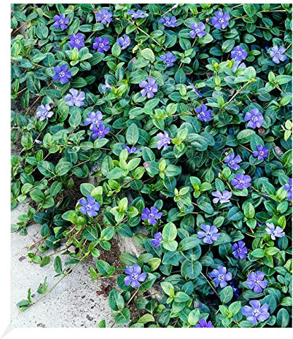 BALDUR Garten Winterharter Bodendecker Vinca minor 'Blau', 3 Pflanzen, 6-8 Pflanzen pro Quadratmeter, ideal auch für schattige Flächen, immergrün, winterharte Staude, mehrjährig, blühend