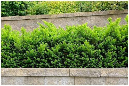 Stauden Gänge 1 x Taxus media 'Hillii' Becher winterhart | Winterharte Heckenpflanze für Sonne bis Schatten, mehrjährig, schnittverträglich, 9x9 cm Topf