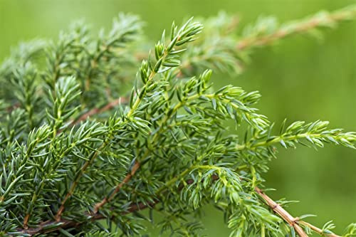 Juniperus squamata 'Holger' 20–30 cm – Winterhart, Immergrün, Pflegeleicht – Zwergwacholder – Ziergehölz für Steingarten & Kübel
