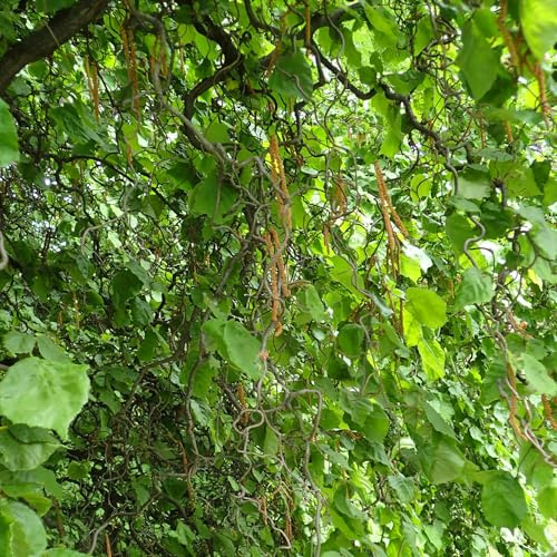 Vivai le Georgiche - Pianta vera di Corylus avellana Contorta - vaso Ø 23 cm