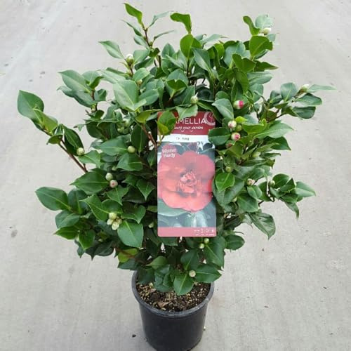 Camellia Japonica 'Doctor King' – Semi-Double Ruffled Pink Blooms, Evergreen Foliage, Compact Patio Shrub - 1X 1.5 Litre Pot by Thompson and Morgan