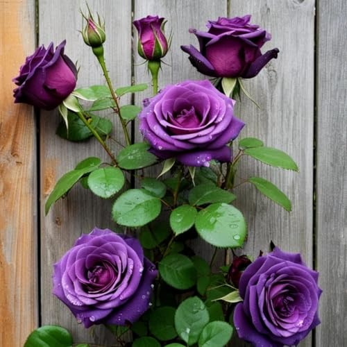 HGJKYTFCDG Doppelfarbige winterharte Rosen (strauchrose) - Duftende Hybride Strauchrosen-1 Rosen knolle-U