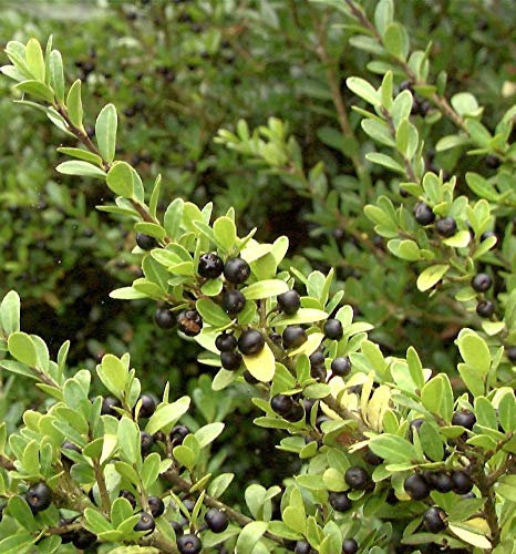 Japan Stechpalme Ilex 30-40cm - Ilex crenata - lebende Gartenpflanze aus den Baumschulen
