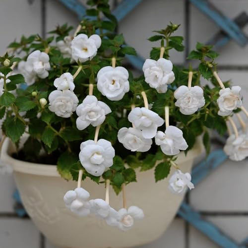 Semillas de Achimenes - balcón exterior, resistentes jardín 300pcs