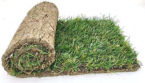 POWERS TO FLOWERS - PRATO A ROTOLI, ERBA A ROTOLO VERA, ERBA DA GIARDINO, 7 ROTOLI DA 40cm x 123cm, pianta vera