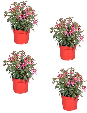 Fucsia Natural - Planta de Exterior - Planta con Flores