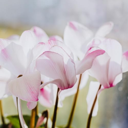 Alpenveilchen balkongewächshäuser blumendeko blumensaat gartenpflanze biosaatgut blumenwiesensaat dachbegrünung wildblumen balkonblumen frühblüher topfpflanzen echt indoor 350samen