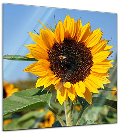 Bilderdepot24 Glasbild - Sonnenblume mit Biene - 30 x 30 cm - Deko Glas - Wandbild aus Glas - Bild auf Glas - moderne Glasbilder - Glasfoto - Echtglas - kein Acryl - Handmade