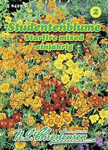 Starfire Mixed Fleur d'étudiant basTagetes tenuifolia