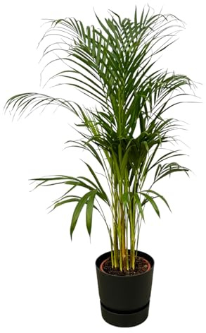 Palmier Areca, y compris Greenville Rond noir - 100-110cm - Ø21cm - Plante d'intérieur - Ensemble complet - Plante avec pot