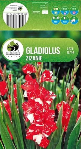 AGRONOM | GLAÏEULS - ZIZANIE | Bulbes de fleurs vivaces | Fleurs multicolores | Cultivées dans les jardins fleuris et les pelouses fleuries | 7 bulbes