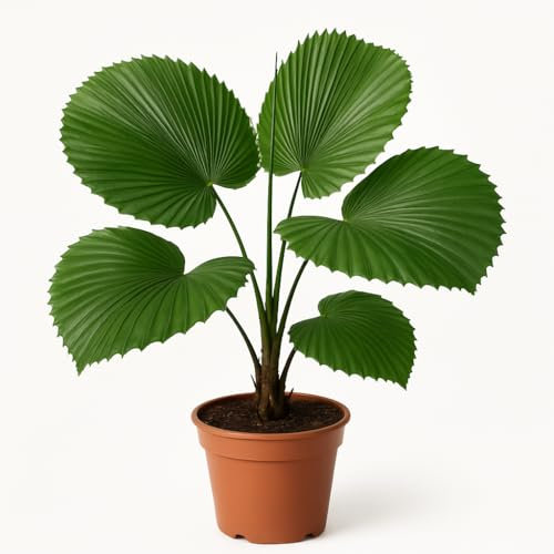 10 semi da seminare - L'Attico d'Abondanza - PALMA Ombre Tropicale - Licuala Paludosa