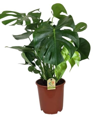 Monstera Deliciosa Viva Follaje Espectacular y Recortado | Planta Esqueleto en Crecimiento Activo