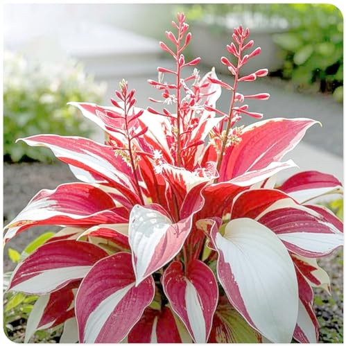 Rhizome hosta/Bulbi di hosta perenni-Perenne,Resistente/Profumata/Facile da curare-6 Rhizome-F