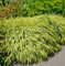 Japan Goldbandgras - großer Topf - Hakonechloa macra
