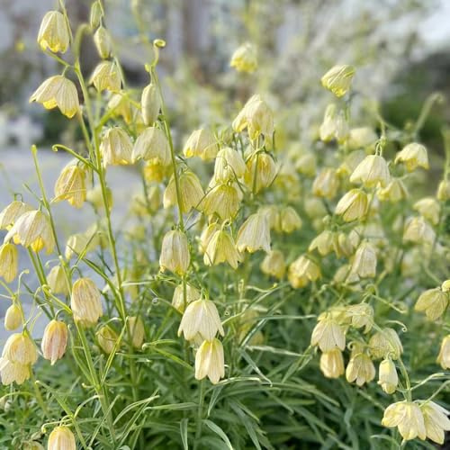 22 pezzi tubercoli corone imperiali bulbi bulbi di son perenni, resistenti, esotici resistenti, decorazione balcone, corona imperiale giardino