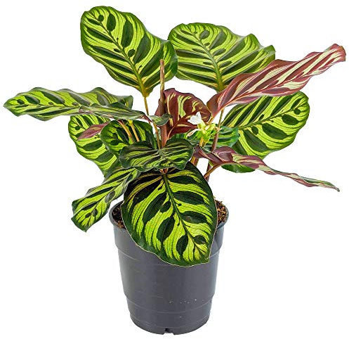 Calathea Makoyana Korbmarante Pfeilwurz Topfpflanze Zimmerpflanze Grün