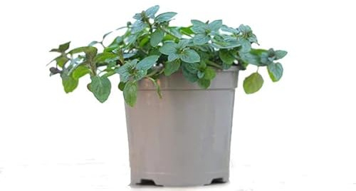 Planta Aromática Natural para Jardines y Terrazas Menta Chocolate