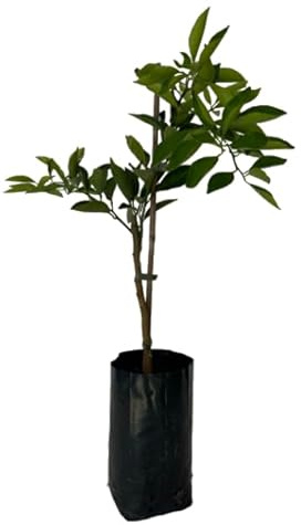 Lima Criolla en tu Patio Árbol Frutal Natural de Citrus Aurantiifolia