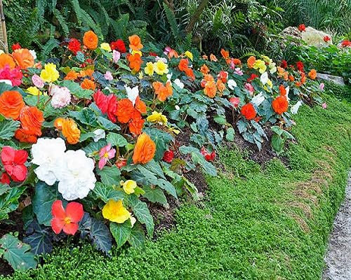 Graines de fleurs de bégonia 100 pièces mélangées