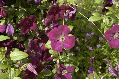 Clematis viticella 'Royal Velours' 60–100 cm – Winterhart, Mehrjährig, Pflegeleicht – Waldrebe – Kletterpflanze für Pergola & Rankhilfe