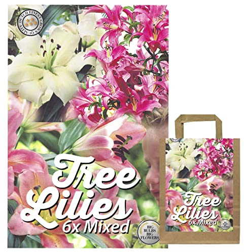 Auténticas bulbos de lirio en diferentes colores – bulbos de flores en paquete de regalo – varias años, plantas de jardín resistentes al invierno – Lilium Lilien – Alta calidad (6 x lirios de árbol)