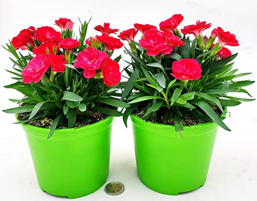 POWERS TO FLOWERS - GAROFANO ROSSO/ARANCIO, 2 PIANTE, IN VASO 14cm diametro, piante vere