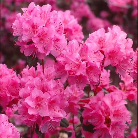 100 pcs graines de fleurs de rhododendron rose