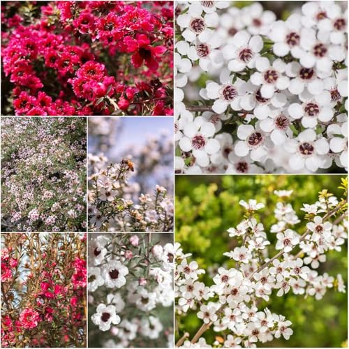 manuka - bodendecker winterhart mehrjährig gartenblumen winterfeste für balkon gewächshaus balkon blumensamen pflanztopf winterharte kübelpflanzen hochbeete für garten 800samen