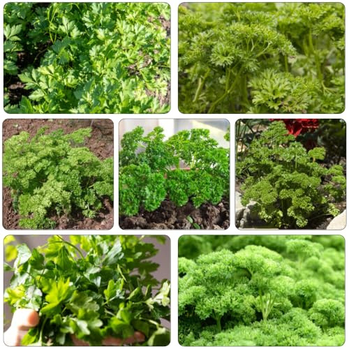 petersiliesamen - büropflanzen gartenkräuter bodendecker winterhart mehrjährig dachbegrünung wintergemüse grünpflanzen exotische zimmerpflanzen kräutersamen indoor garten wildkräuter 300samen