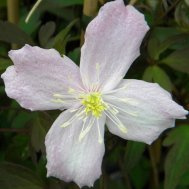 Clematis montana Rubens