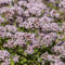 semillas de mejorana organica Plantas en macetas Planta de mejorana Resistente plantas de jardin resistentes semillas de hortalizas -Serie Plantas Raras- semillas de hortalizas de 500pcs