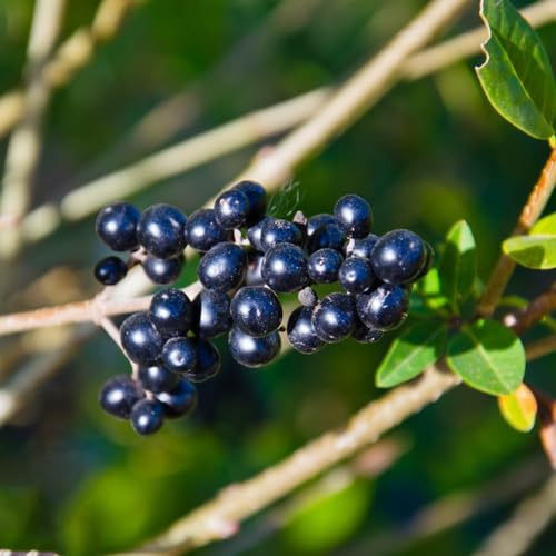 semillas de aligustre de hoja perenne - resistente raras jardín 200pcs