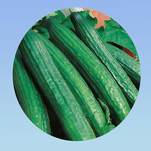 Planète graines - lot de 3 grammes concombre vert long marraicher - environ 120 graines