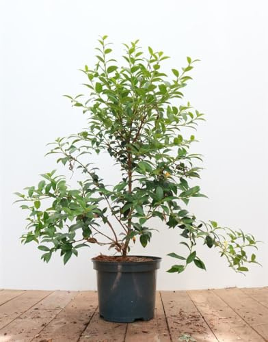Duftblüte Osmanthus burkwoodii 30-40 cm winterhart immergrün Heckenpflanze | Duftende Blüten, ideal für Sichtschutz und Formhecke, sonnig bis halbschattig, schnittverträglich