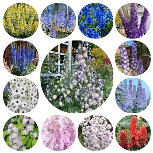 ritterspornsamen - balkon winterharte garten, bio stauden bodendecker 800pcs