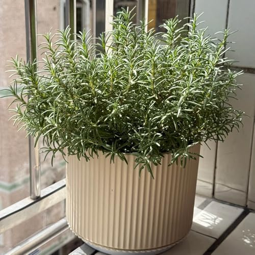 semillas de romero perenne resistente al invierno - jardín rocas con primavera balcón interior. 600pcs