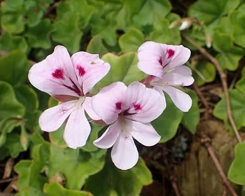 100 graines de fleurs de pélargonium roses fraîches et neuves