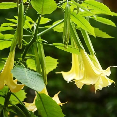 EngelstrompetePflanzeSamen、schnittSamenPflanzengarten、Wunderschön leuchtende mit garten、Pflanzenfür sonnige plätze deko garten 100pcs