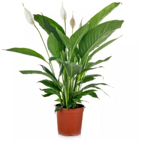 DECOALIVE Lirio de Flor Blanca Planta de Interior Spathiphyllum Peace Lily