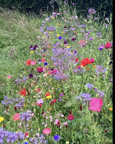 Mixed Wildflower Seeds, Butterfly and Bee Attracting Naturalising Wild Flower Pollinators Maintain & Cornflower Seed Mix Garden Gift Bag Kids More Than 20 Colorful 1500 to 2000 Seeds