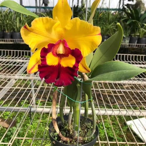 Cattleya blühende rankpflanzen winterhart kräuterpflanzen winterharte balkonpflanzen gartenkräuter balkon garten wildblumensamen herbstaussaat winterharte stauden für pralle sonne 350samen