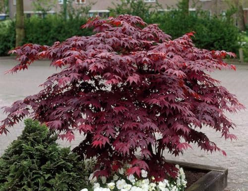 Acero Rosso Giapponese Acero Palmatum Bloodgood pianta in vaso ø22 cm h. 70/100 cm Vivaio di Castelletto