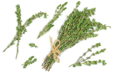 2000 Samen Echter Thymian Thymus Vulgaris Bienenweide Kräuter Gewürz Heilpflanze